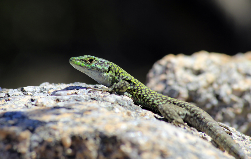 2016-05-03_120314 sardinien-2016.jpg - Ruineneidechse auf Isola Maddalena